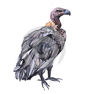 Watercolor vulture   bird animal