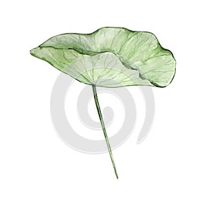 Watercolor water lilly leaf, May month birth flower