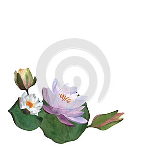 Watercolor waterlilies, leaves buds Floral for postcards, spa yoga logos, invitations For Women&#s day 2024, birthday
