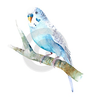 Watercolor wavy parrots. Budgerigars on a white background. Birds illustration