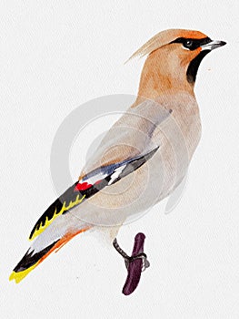 Watercolor waxwing on a branch. Isolated bird on white background, drawing.