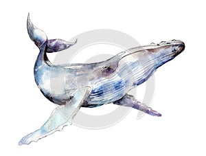 Watercolor whale, hand-drawn illustration isolated on white.