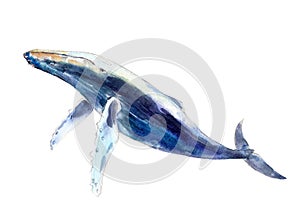 Watercolor whale, hand-drawn illustration isolated on white.