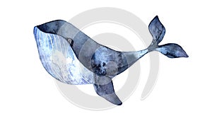 Watercolor whale, hand-painted illustration isolated on a white background.