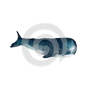 Watercolor whale hand painted illustration isolated on white background. Realistic underwater animal art. Digital modern artistic