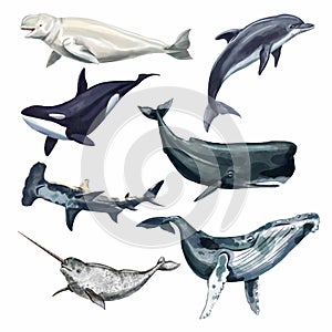 Watercolor whale illustration isolated on white background. Hand-painted realistic underwater animal art. Killer