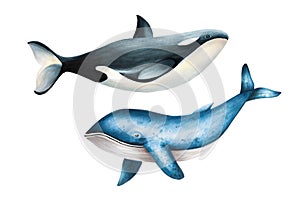 Watercolor whale killer and blue whale isolated on white background. Hand painting realistic Arctic and Antarctic ocean