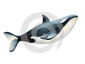 Watercolor whale killer isolated on white background. Hand painting realistic Arctic and Antarctic ocean mammals. For