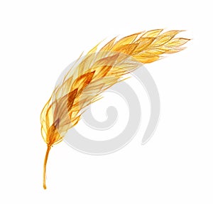 Watercolor wheat plant. Transparent realistic cereal. Hand drawn botanical illustration isolated on white. Abstract x