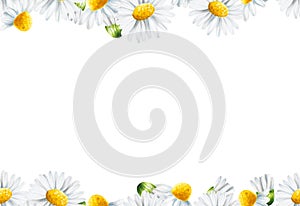 Watercolor white daisy seamless border and frame isolated. Chamomile. Beauty products and botany set, cosmetology and