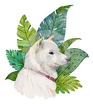 Watercolor white dog with tropical leaves. Hand painted illustration isolated on white background.