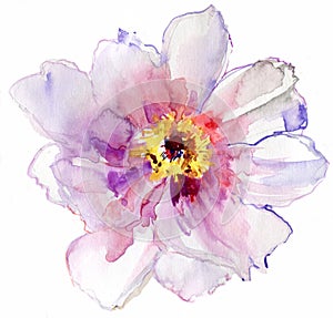 Watercolor white flower