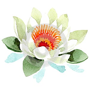 Watercolor white lotus flower. Floral botanical flower. Isolated illustration element.