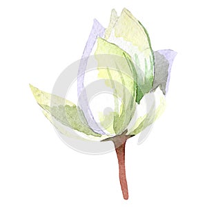 Watercolor white lotus flower. Floral botanical flower. Isolated illustration element.