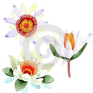 Watercolor white lotus flower. Floral botanical flower. Isolated illustration element.