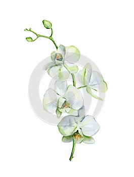 Watercolor of white orchid flower isolated on white background.