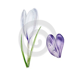 Watercolor white and purple blooming crocus flower isolated on white background. Spring and easter botanical hand