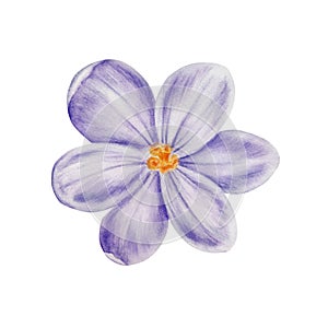 Watercolor white and purple blooming crocus flower isolated on white background. Spring and easter botanical hand