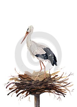 Watercolor white stork in the nest. Hand painted ciconia bird illustration isolated on white background. For design