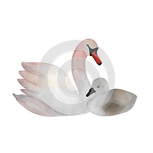 Watercolor white swan and baby Mother child Cute for Mother's day 2024, baby decor 2024 newborn design logos posters