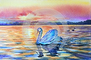 Watercolor white swan on blue lake water in sunset, sunrise. Swan reflection in water. Bird silhouette. Red, blue,yellow, purple.