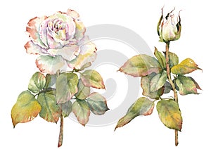 Watercolor white vintage rose flowers. Botanical painting.