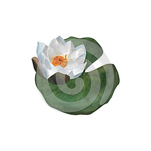 Watercolor white waterlily and leaf Floral illustration for postcards, logos Pad For Women's day 2024 birthday