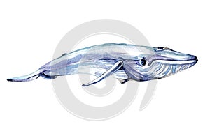 Watercolor white whale isolated