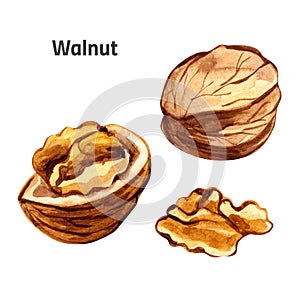 Watercolor whole and piece walnut ingredient set hand drawn illustration isolated on white
