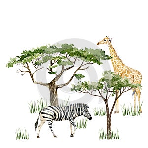 Watercolor wild Africa animal savannah Giraffe, Zebra and tree. Nature Africa for greeting card