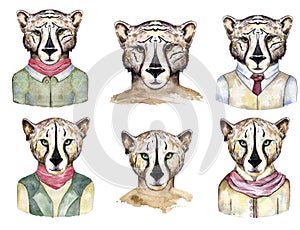 Watercolor wild cats. Tiger, leopard clip art, wild animal, drawing cheatah illustration, on white background