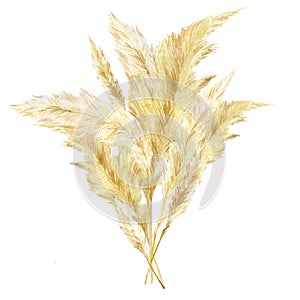 Watercolor wild floral bouquet. Pampas graas for design boho and modern style . Panicle Cortaderia selloana South America photo