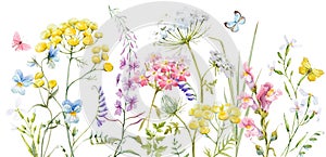 Watercolor wild flowers