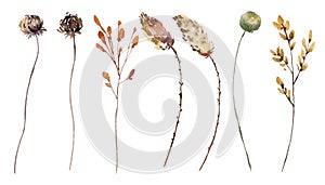 Watercolor wild flowers collection with hand painted delicate leaves. Boho floral arrangements perfect for wedding