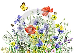 Watercolor wild flowers and insects