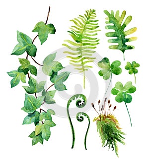 Watercolor wild leaves set isolated on white background.