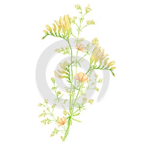 Watercolor wild meadow bouquet, green herbal composition illustration, cereal wild plants, floral hand drawn spring