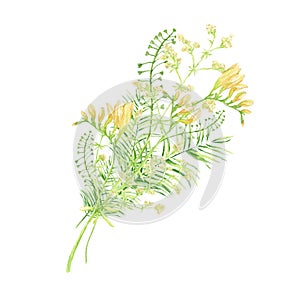 Watercolor wild meadow bouquet, green herbal composition illustration, cereal wild plants, floral hand drawn spring