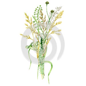 Watercolor wild meadow grass bouquet, green herbal composition illustration, cereal wild plants, floral hand drawn