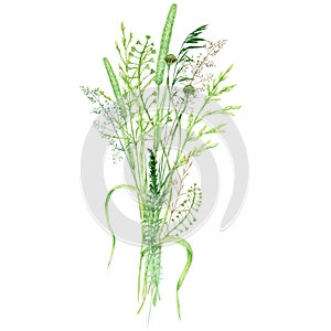 Watercolor wild meadow grass bouquet, green herbal composition illustration, cereal wild plants, floral hand drawn