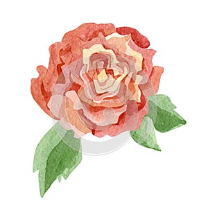Watercolor wildflower rose. Bright floral. Botanical illustration for greeting cards, wedding invintation, baby shower