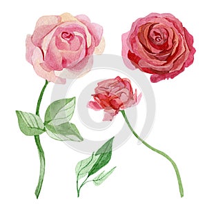 Watercolor wildflower set of pink rose and wine rose. Gentle botanical illustration for greeting cards