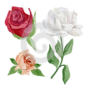 Watercolor wildflower set of white peony, blush and red rose. Botanical illustration for greeting cards, wedding invintation