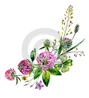 Watercolor Wildflowers Bouquet. Hand Drawn Clover, Greenery, Spring Flowers Arrangement Isolated on White