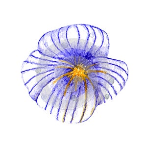 Watercolor wildflowers. Gently-blue flowerhead pansy