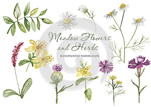 Watercolor wildflowers, herbs, plants, meadow flowers. Flower botanical set on a white background.