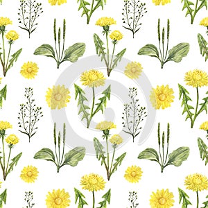 Watercolor wildflowers and herbs seamless pattern. Hand drawn dandelion flowers, green weed on white background. Summer meadow