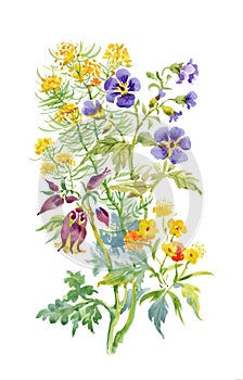 Watercolor wildflowers and leaves on white background. photo