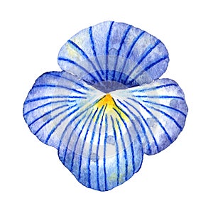 Watercolor wildflowers. Light blue Pansy flowerhead