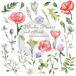 Watercolor wildflowers, meadow flowers, herbs, plants. Flower botanical set on a white background.